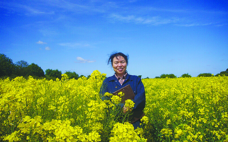 First precision-bred oilseed rape to be grown on UK farms
