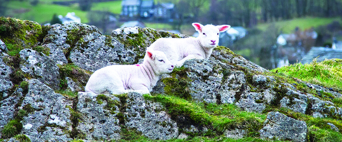 New evidence supports upland sheep farming