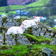 New evidence supports upland sheep farming