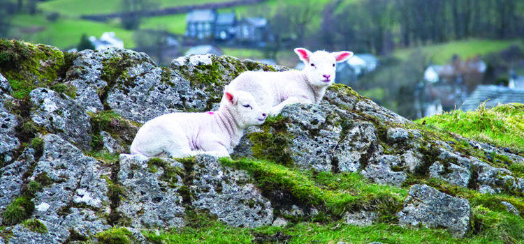 New evidence supports upland sheep farming