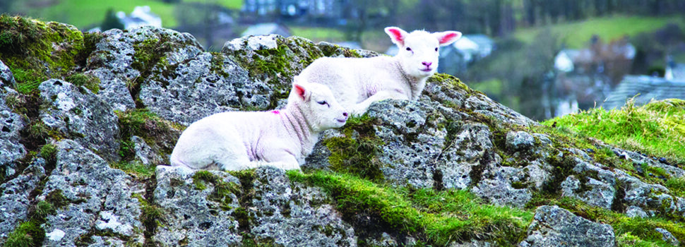 New evidence supports upland sheep farming