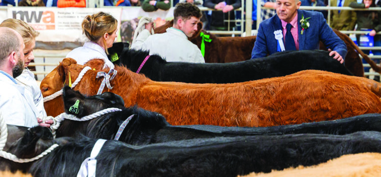 Beef Expo to focus on food security