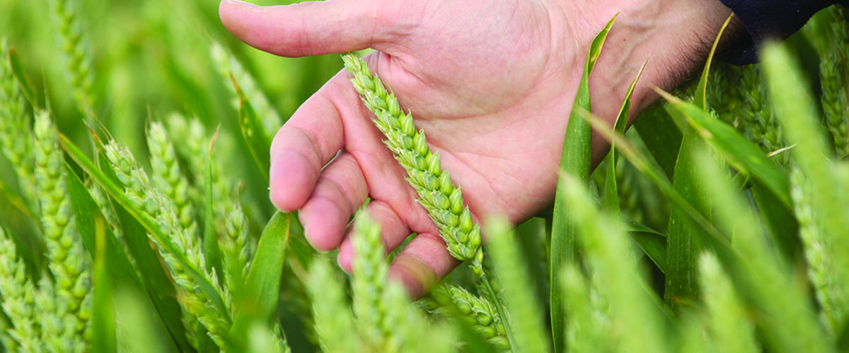 Tool unlocks soil NPK availability for smarter nutrition decisions