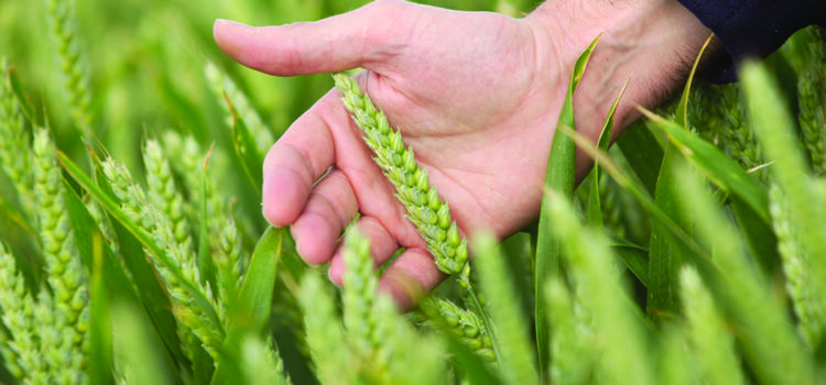 Tool unlocks soil NPK availability for smarter nutrition decisions