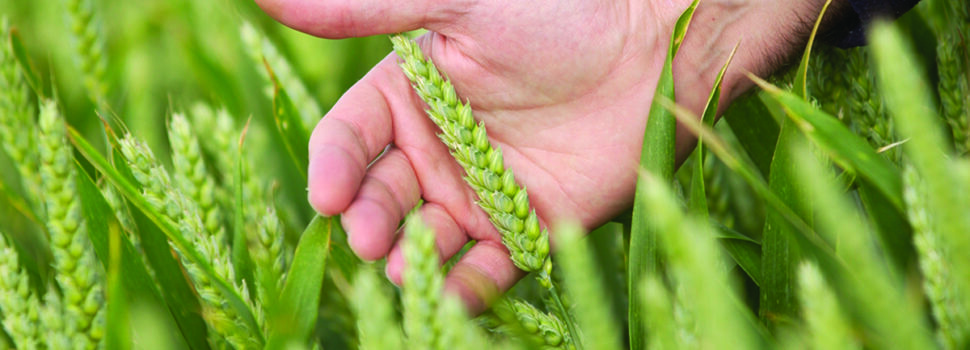 Tool unlocks soil NPK availability for smarter nutrition decisions