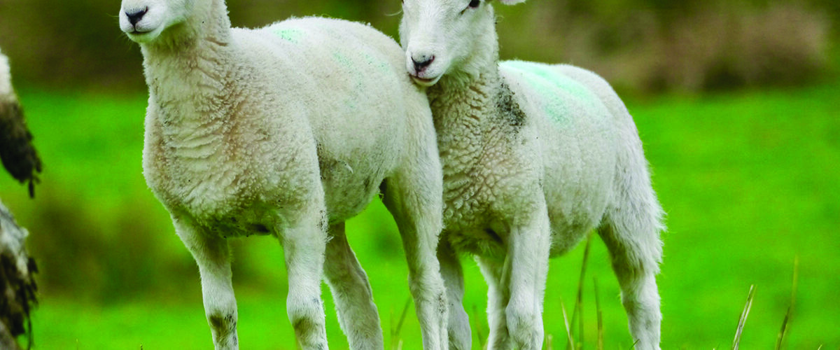 Nematodirus hatching forecast live for 2026