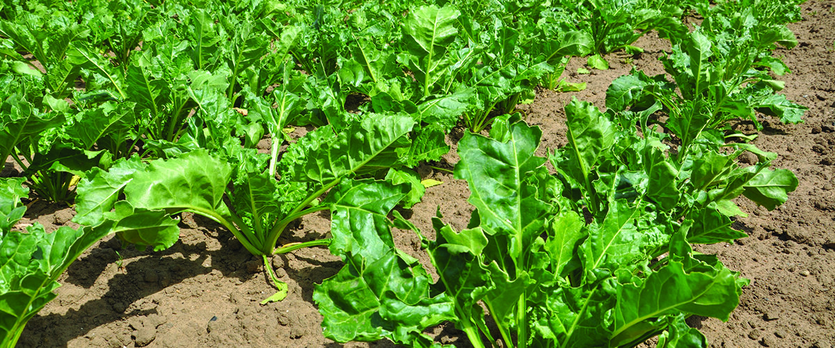 How growers can sweeten the odds for better beet
