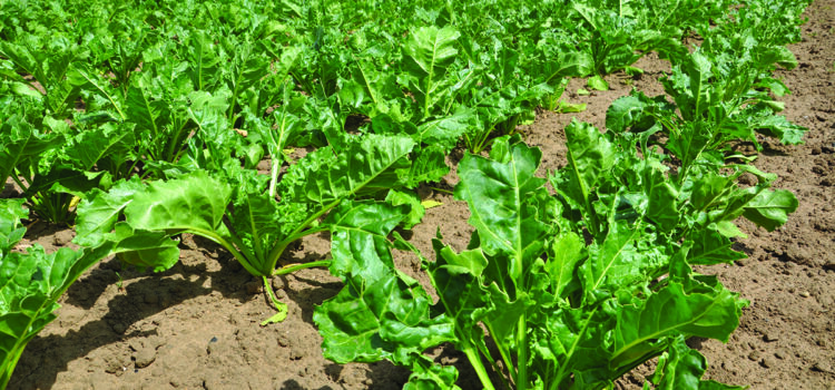 How growers can sweeten the odds for better beet