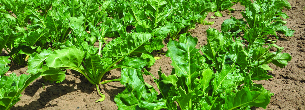 How growers can sweeten the odds for better beet
