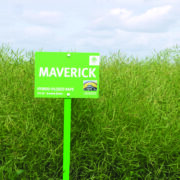 Rape variety combines vigour and disease resistance