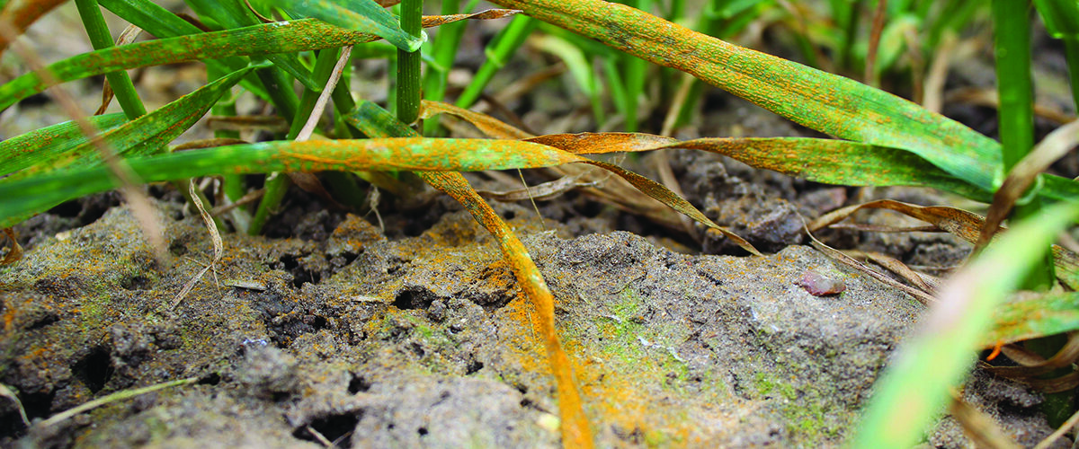 New technique offers hope in battle against yellow rust