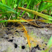 New technique offers hope in battle against yellow rust