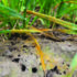 New technique offers hope in battle against yellow rust
