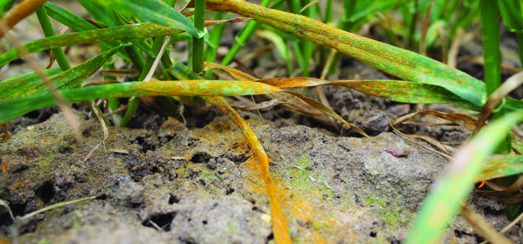 New technique offers hope in battle against yellow rust