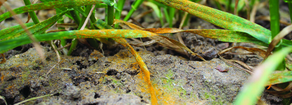 New technique offers hope in battle against yellow rust