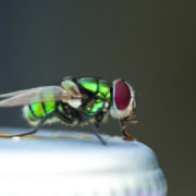 Emergency tool forecasts blowfly strike risk