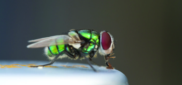 Emergency tool forecasts blowfly strike risk