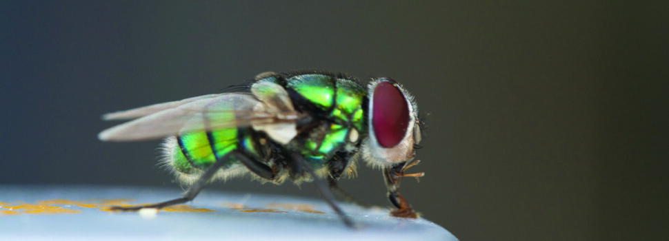 Emergency tool forecasts blowfly strike risk