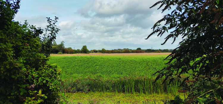 Farmland market holds steady despite caution