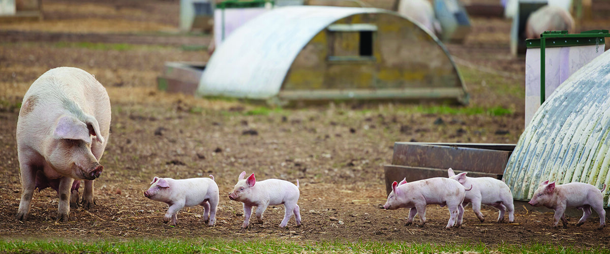 Bumper line-up of speakers unveiled for Pig & Poultry Fair
