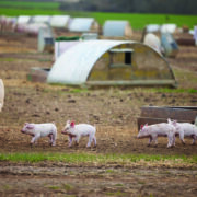 Bumper line-up of speakers unveiled for Pig & Poultry Fair