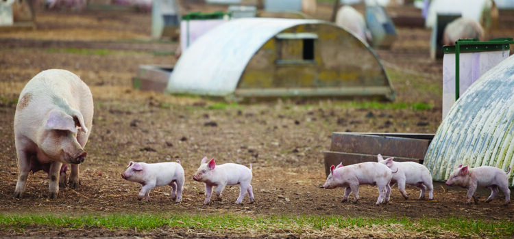 Bumper line-up of speakers unveiled for Pig & Poultry Fair