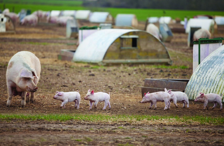 Bumper line-up of speakers unveiled for Pig & Poultry Fair