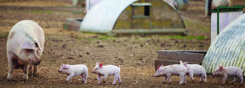 Bumper line-up of speakers unveiled for Pig & Poultry Fair