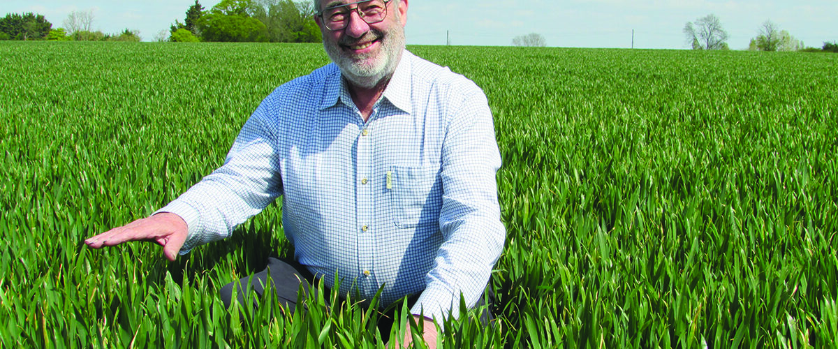 Top soft wheat tightens grip on UK market