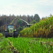 How under-sowing with grass protects maize soil health