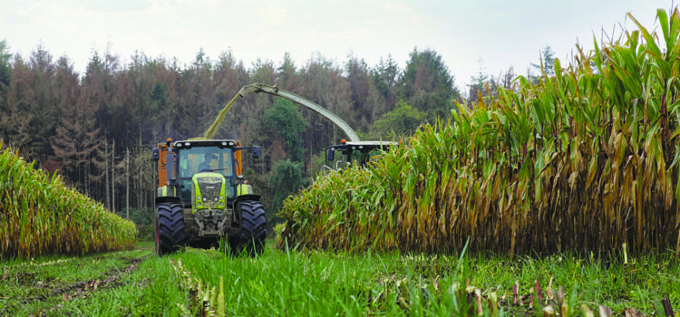 How under-sowing with grass protects maize soil health