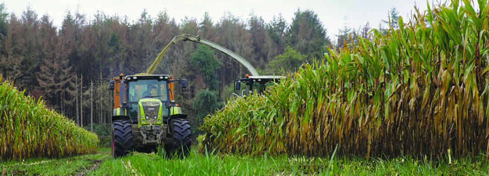 How under-sowing with grass protects maize soil health