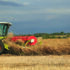 Battle over future of harvest glyphosate