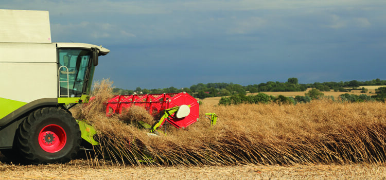 Battle over future of harvest glyphosate