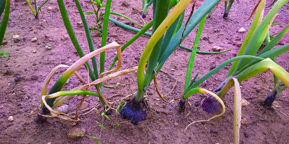 New test helps assess onion disease risk