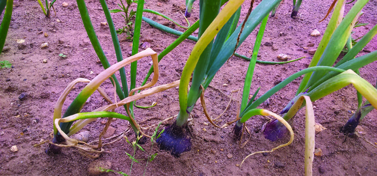 New test helps assess onion disease risk