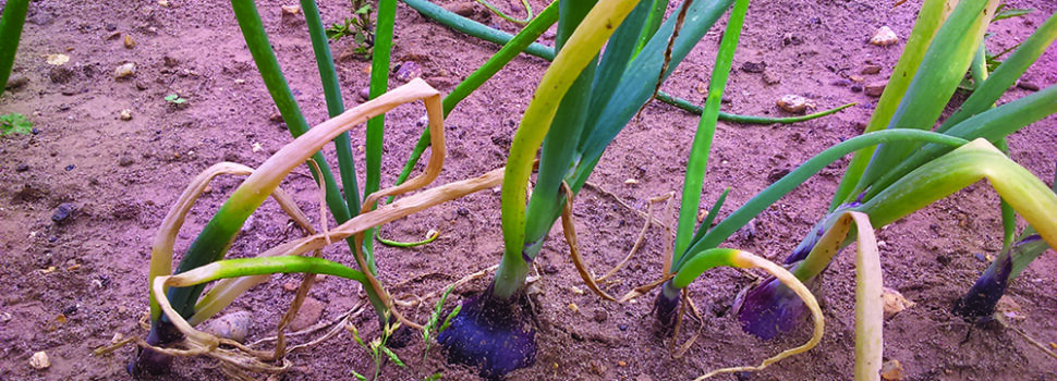 New test helps assess onion disease risk