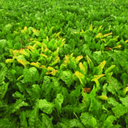 Growers warned over rising virus yellows risk
