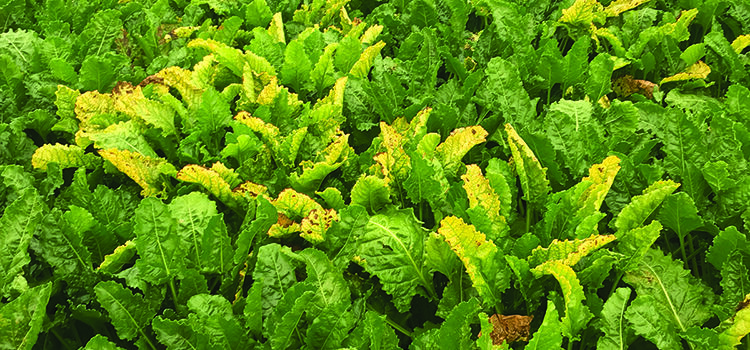 Growers warned over rising virus yellows risk