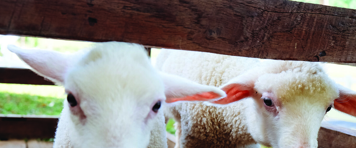 Watch the sheep, not the calendar