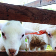 Watch the sheep, not the calendar
