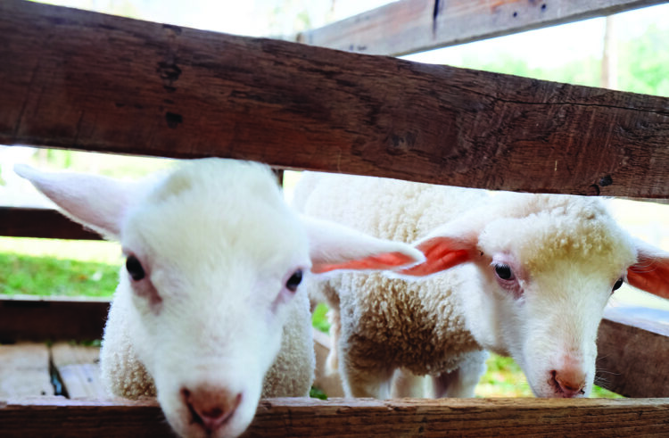 Watch the sheep, not the calendar