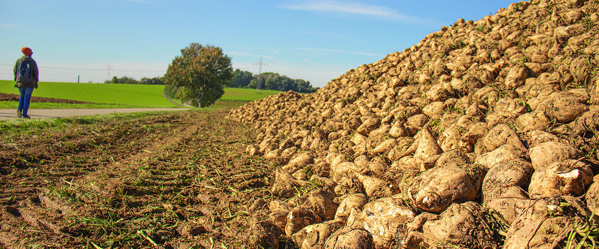 Weaker market poses challenge for growers