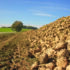 Weaker market poses challenge for growers