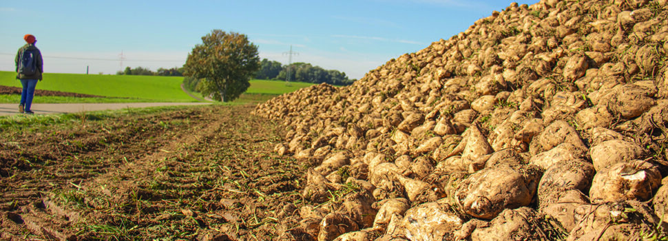Weaker market poses challenge for growers