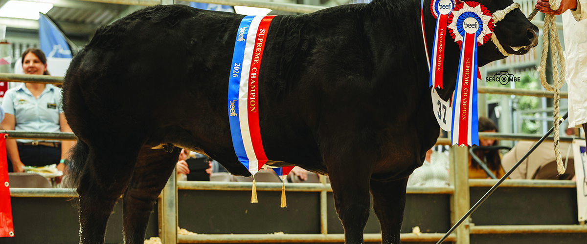 Beef sector determined to invest, innovate and grow