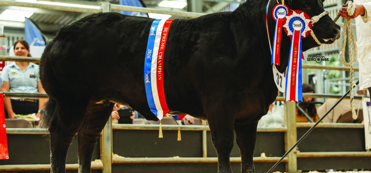 Beef sector determined to invest, innovate and grow