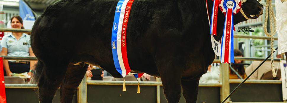 Beef sector determined to invest, innovate and grow