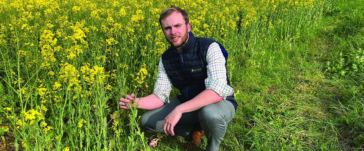 Candidate oilseed rape variety targets top yield spot
