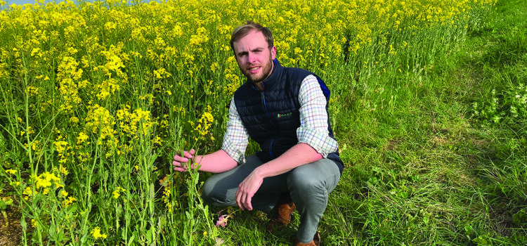 Candidate oilseed rape variety targets top yield spot